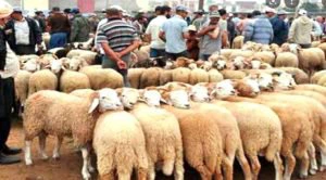 “كبش عيد الأضحى” لهذا العام بأسعار خيالية.. – صفحة الشعب