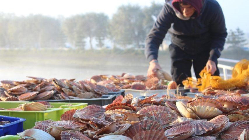 منع جمع وتسويق الصدفيات بهذه المنطقة لاحتوائها على "مواد سامة وخطيرة"