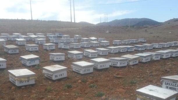 بالصور: سكان بإقليم ميدلت يوظفون النحل للحفاظ على غابات الأرز من الاجتثاث