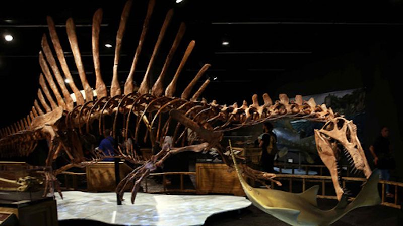 هذه حصيلة الجمارك في جهودها لمحاربة تهريب العظام الأثرية