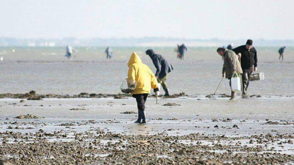 منع جمع وتسويق الصدفيات بمنطقة راس كبدانة - السعيدية