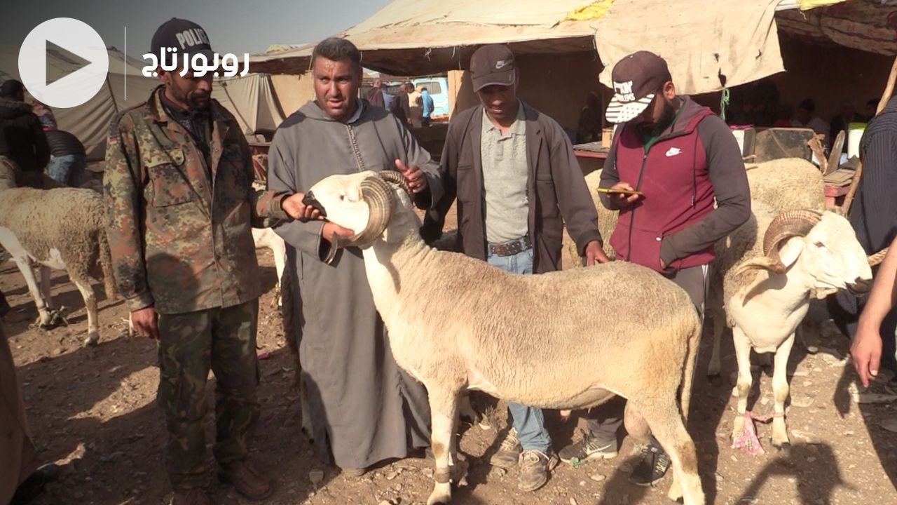 بالفيديو: غلاء الأعلاف يرفع أسعار أكباش الصردي إلى 9000 درهم