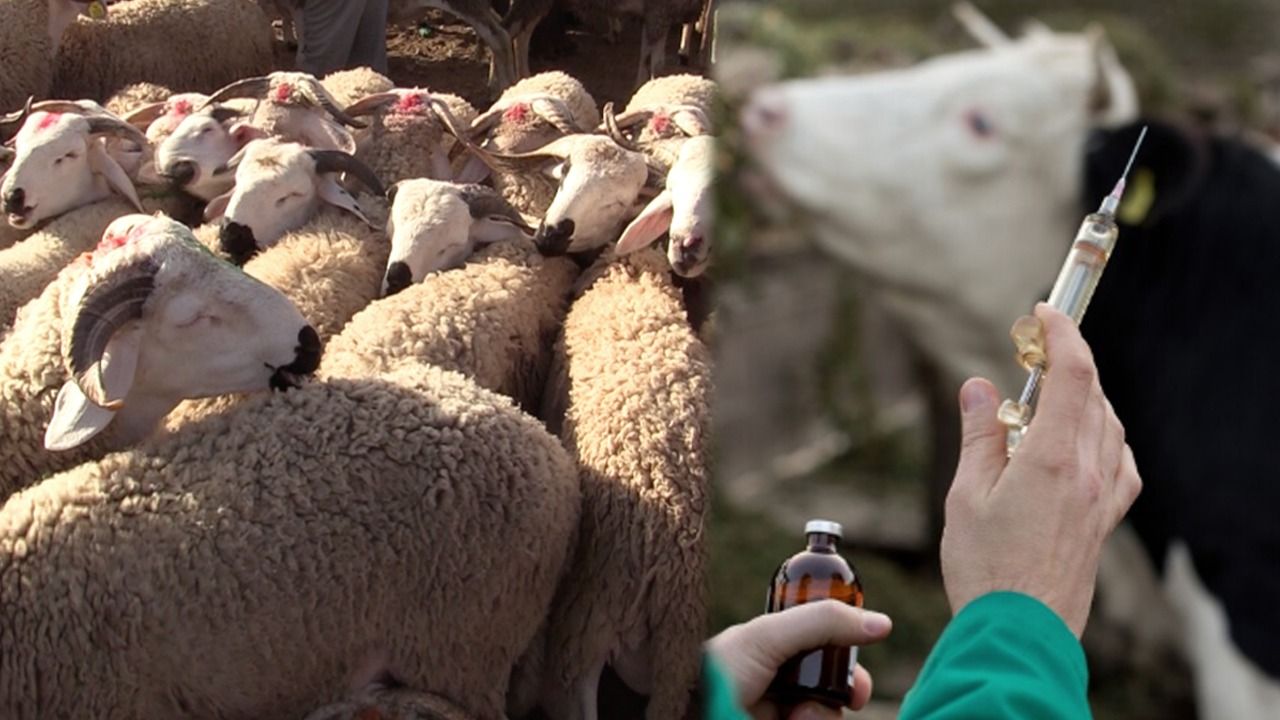 هذه تفاصيل حجز "أونسا" لـ200 قنينة من الأدوية البيطرية غير المرخصة بآسفي