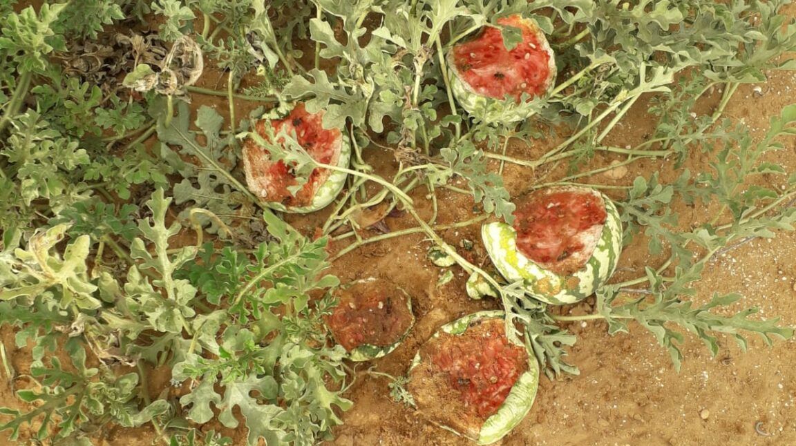 خنازير برية تهاجم محاصيل زراعية بضواحي تيزنيت