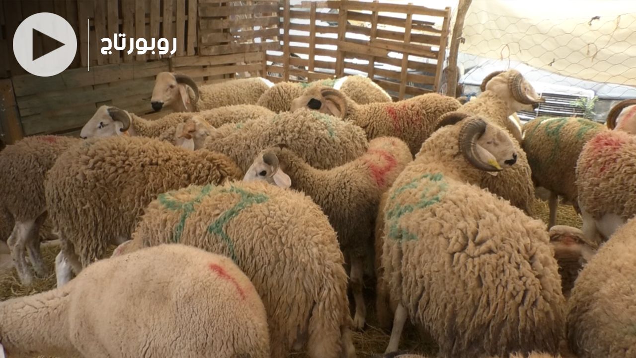 بالفيديو: هكذا يتم الإعتناء بأضاحي العيد داخل فندق الخروف