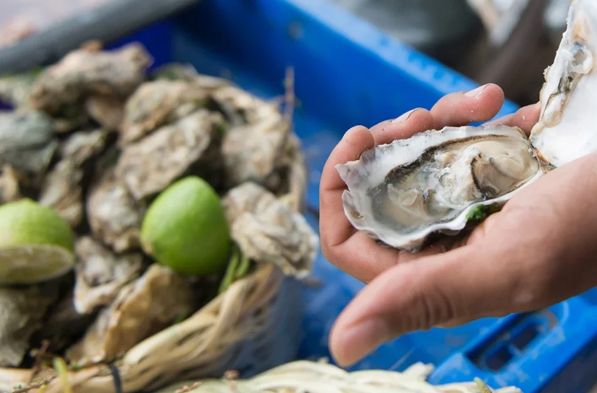 بسبب سموم بحرية.. السلطات تُطلق إنذاراً صحياً وتمنع بيع الصدفيات بتطوان وشفشاون