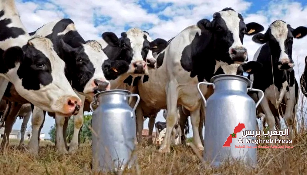 وزارة الفلاحة: رصد إصابة أزيد من 27 ألف بقرة بداء السل وتشديد مراقبة جودة الحليب