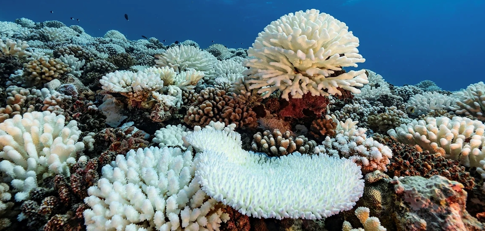دراسة.. ظاهرة الابيضاض طالت أكثر من نصف الشعاب المرجانية في العالم بين 2014 و2017