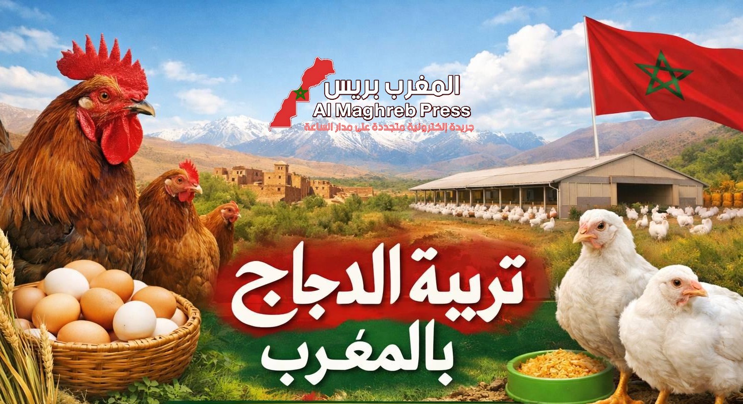 معرض مكناس للفلاحة.. سلالات دجاج بياض عالية الإنتاج تتجاوز 300 بيضة سنويا
